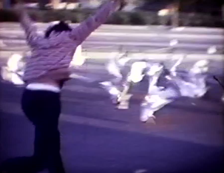 A kid in a striped shirt scattering seagulls in a beach parking lot under the palms